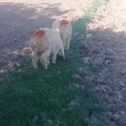 Chak No. 1 Market - Layyah