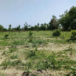 Indus River - Layyah