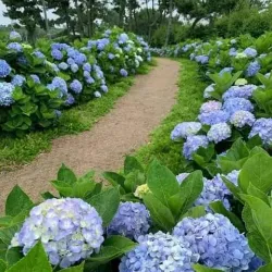 Indus River - Layyah