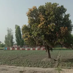 Layyah Fort - Layyah