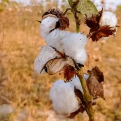 Layyah Fort - Layyah