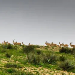 Kirthar National Park - Mehar