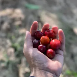 Local Agricultural Fields - Mehar
