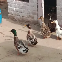 Local Agricultural Fields - Mehar