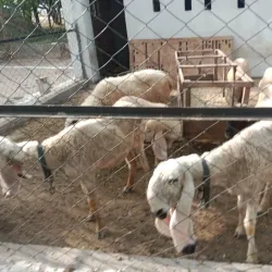 Local Agricultural Fields - Mehar