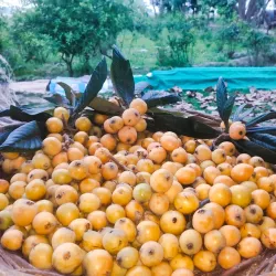 Local Agricultural Fields - Mehar