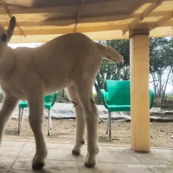 Local Agricultural Fields - Mehar
