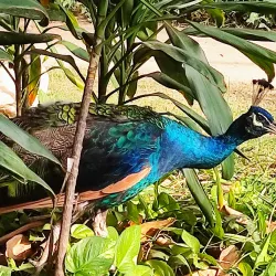 Bagh-e-Jinnah Park - Mirpur