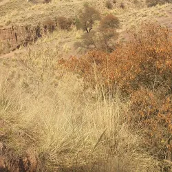 Cherat Hills - Nowshera