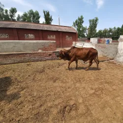 Okara Agricultural Research Institute - Okara
