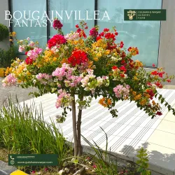 Local Nurseries and Gardens - Pattoki