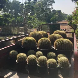 Local Nurseries and Gardens - Pattoki