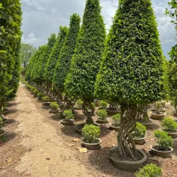 Local Nurseries and Gardens - Pattoki