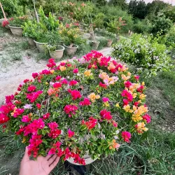 Local Nurseries and Gardens - Pattoki