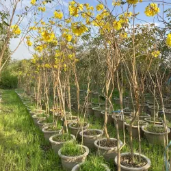 Local Nurseries and Gardens - Pattoki