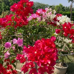 Local Nurseries and Gardens - Pattoki