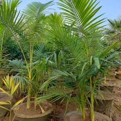 Local Nurseries and Gardens - Pattoki