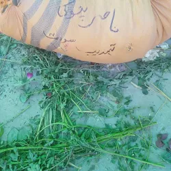 Pattoki Flower Market - Pattoki