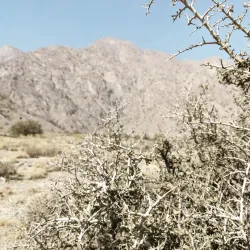 Hazarganji-Chiltan National Park - Quetta