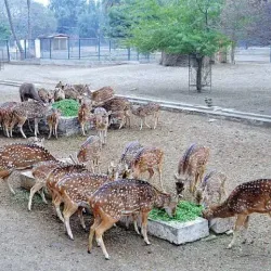 Bahawalpur Zoo (nearby) - Rahim Yar Khan