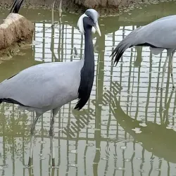 Bahawalpur Zoo (nearby) - Rahim Yar Khan