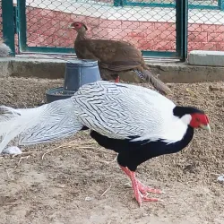 Bahawalpur Zoo (nearby) - Rahim Yar Khan