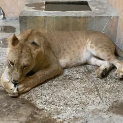 Bahawalpur Zoo (nearby) - Rahim Yar Khan