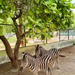Bahawalpur Zoo (nearby) - Rahim Yar Khan