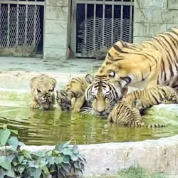 Bahawalpur Zoo (nearby) - Rahim Yar Khan