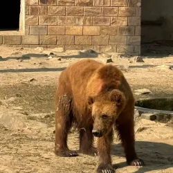 Bahawalpur Zoo (nearby) - Rahim Yar Khan