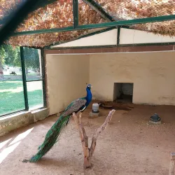Bahawalpur Zoo (nearby) - Rahim Yar Khan