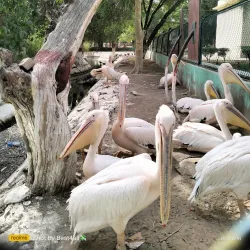 Bahawalpur Zoo (nearby) - Rahim Yar Khan