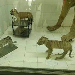 Bahawalpur Zoo (nearby) - Rahim Yar Khan