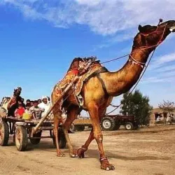 Cholistan Desert - Rahim Yar Khan