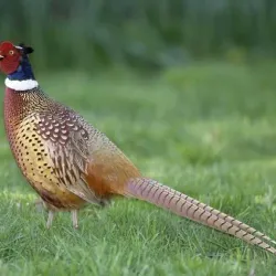 Fazilpur Wildlife Sanctuary - Rahim Yar Khan