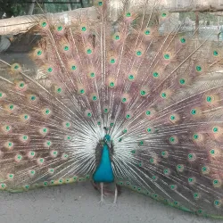 Fazilpur Wildlife Sanctuary - Rahim Yar Khan