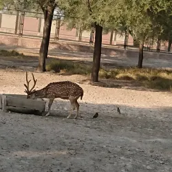 Fazilpur Wildlife Sanctuary - Rahim Yar Khan