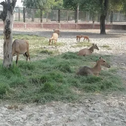 Fazilpur Wildlife Sanctuary - Rahim Yar Khan