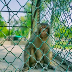 Fazilpur Wildlife Sanctuary - Rahim Yar Khan