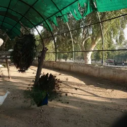 Fazilpur Wildlife Sanctuary - Rahim Yar Khan