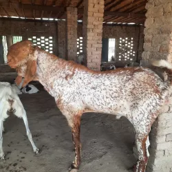 Agricultural Fields and Farms - Sadiqabad