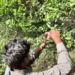 Agricultural Fields and Farms - Sadiqabad