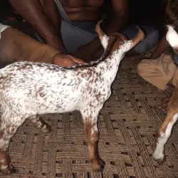 Agricultural Fields and Farms - Sadiqabad