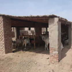 Agricultural Fields and Farms - Sadiqabad