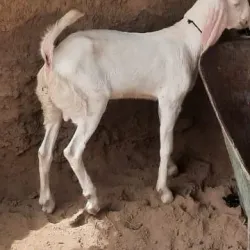 Agricultural Fields and Farms - Sadiqabad