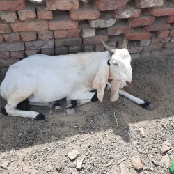 Agricultural Fields and Farms - Sadiqabad
