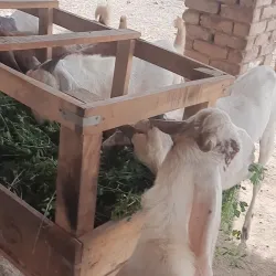 Agricultural Fields and Farms - Sadiqabad