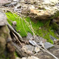 Udegram Buddhist Ruins - Saidu Sharif