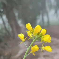 Local Parks and Green Spaces - Shujaabad