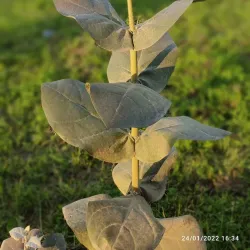 Local Parks and Green Spaces - Shujaabad